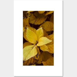 Yellow autumn leaves Posters and Art